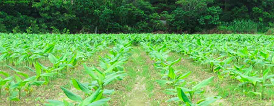 Curcuma bio d’Okinawa UKON DD Kangen Henri Schreyer distributeur Kangen en Savoie et Suisse Romande